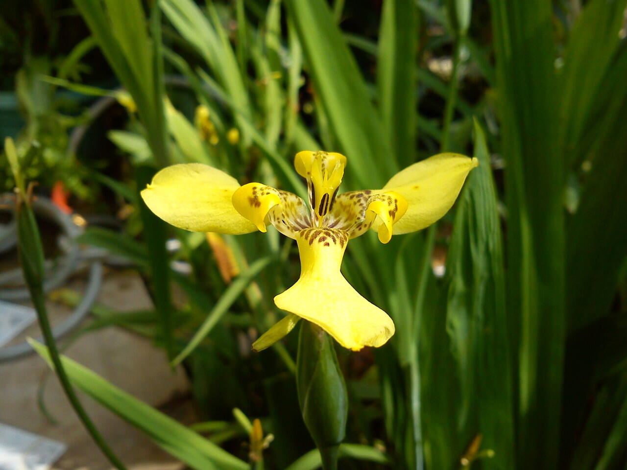 kenangan Xperia X10 mini pro ane (+pic)