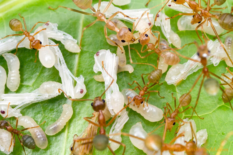 Semut Rangrang Membangun sarang