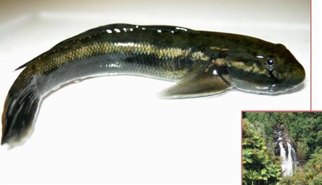 Ikan manjat gunung pake mulut!!!