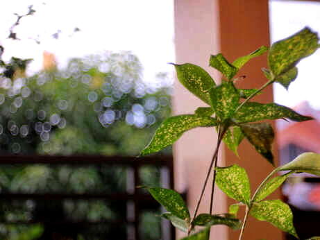 Dijual Lensa Manual Meyer Trioplan 50mm F2.9 V Red RARE (LANGKA)