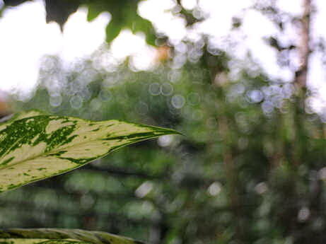 Dijual Lensa Manual Meyer Trioplan 50mm F2.9 V Red RARE (LANGKA)