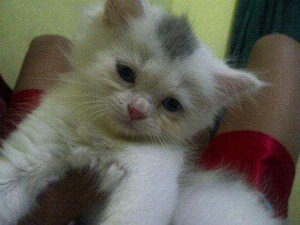 kehilangan kitten persia umur 2bulan