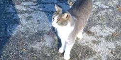 Kucing Ini Setiap Hari Kunjungi Makam Tuannya