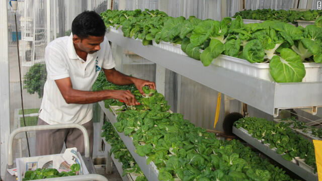 Kapan Visi Urban Farming Dapat Teraplikasikan di Indonesia?