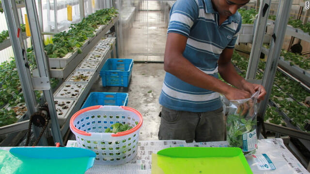 Kapan Visi Urban Farming Dapat Teraplikasikan di Indonesia?