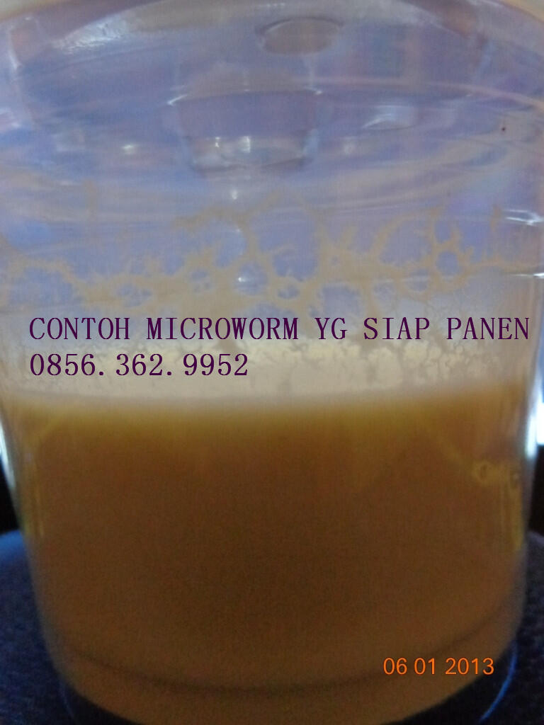 terjual jual microworm pakan abadi ikan hias cupang di terjual jual microworm pakan abadi ikan hias cupang di
