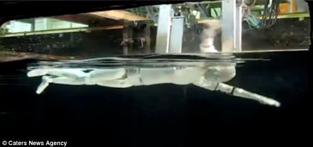 JEPANG MERANCANG ROBOT (LAGI)