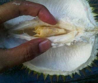 Belah Duren
