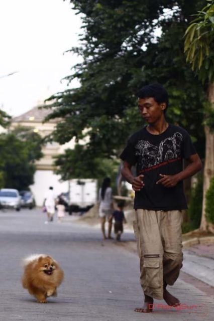 Pejantan/Stud Service Pacak Kawin Anjing Pomeranian