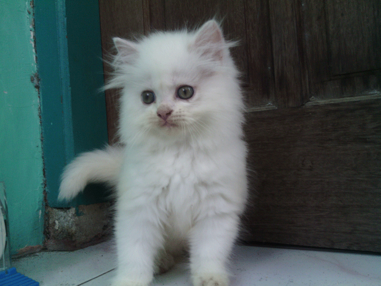 Terjual Jual Anak Kucing Persia Hidung Pesek Warna Putih Bola Mata Biru Kaskus