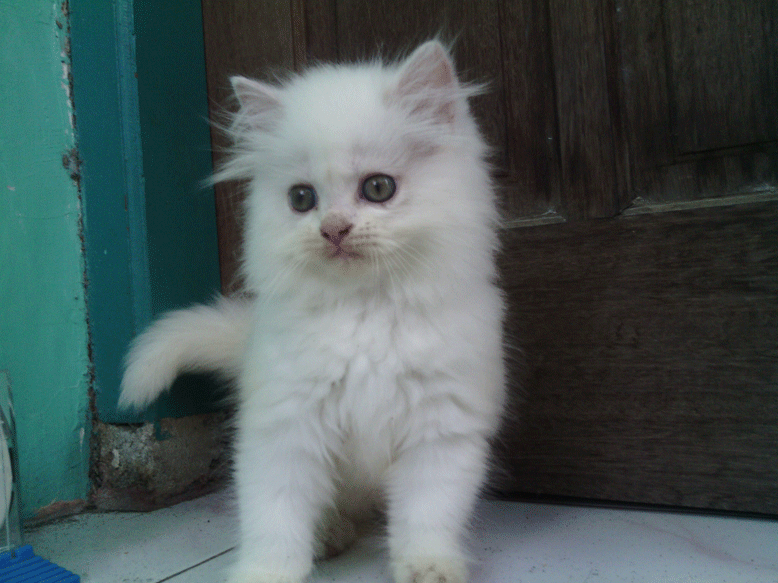 Terjual Jual Anak Kucing Persia hidung pesek warna PUTIH 