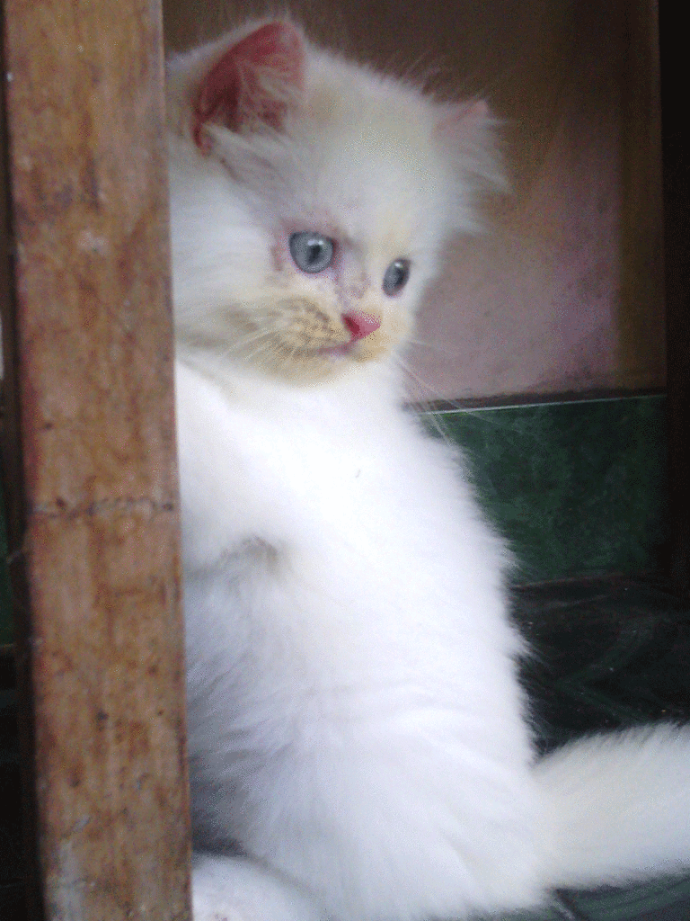 Terjual Jual Anak Kucing Persia hidung pesek warna PUTIH bola mata biru