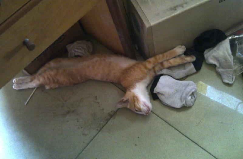 Kucing nyasar ke warnet ane.. Pingsan kucingnya -_-