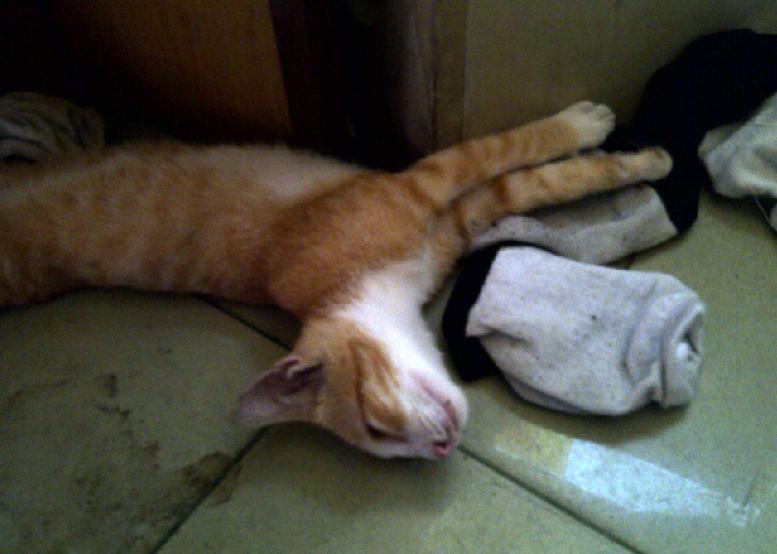 Kucing nyasar ke warnet ane.. Pingsan kucingnya -_-