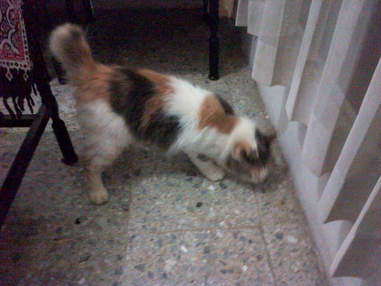 kucing: harga kucing calico jantan