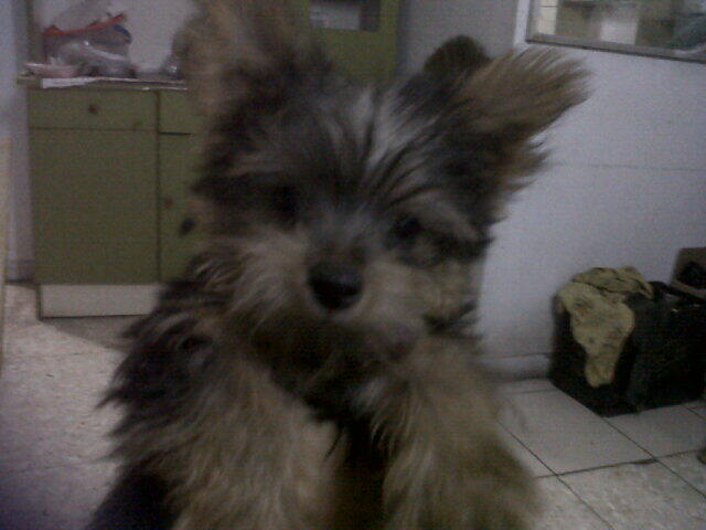 Terjual Jual Anjing Yorkshire Terrier Jantan Stambom 8 Bulan Kaskus