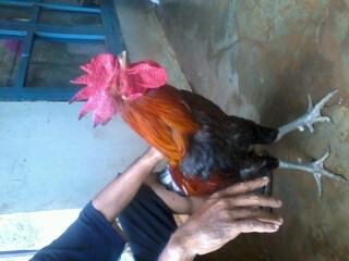 72+ Gambar Ayam Umur 6 Bulan Paling Hist 72+ Gambar Ayam Umur 6 Bulan Paling Hist