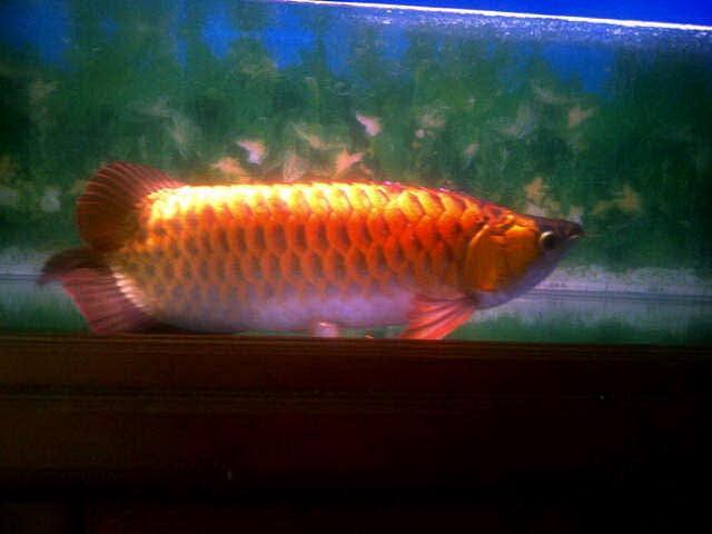 Ikan arwana super red pontianak (kal-bar)