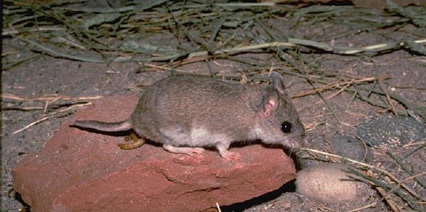 Tikus Paling Perkasa di Dunia Memakan Kalajengking
