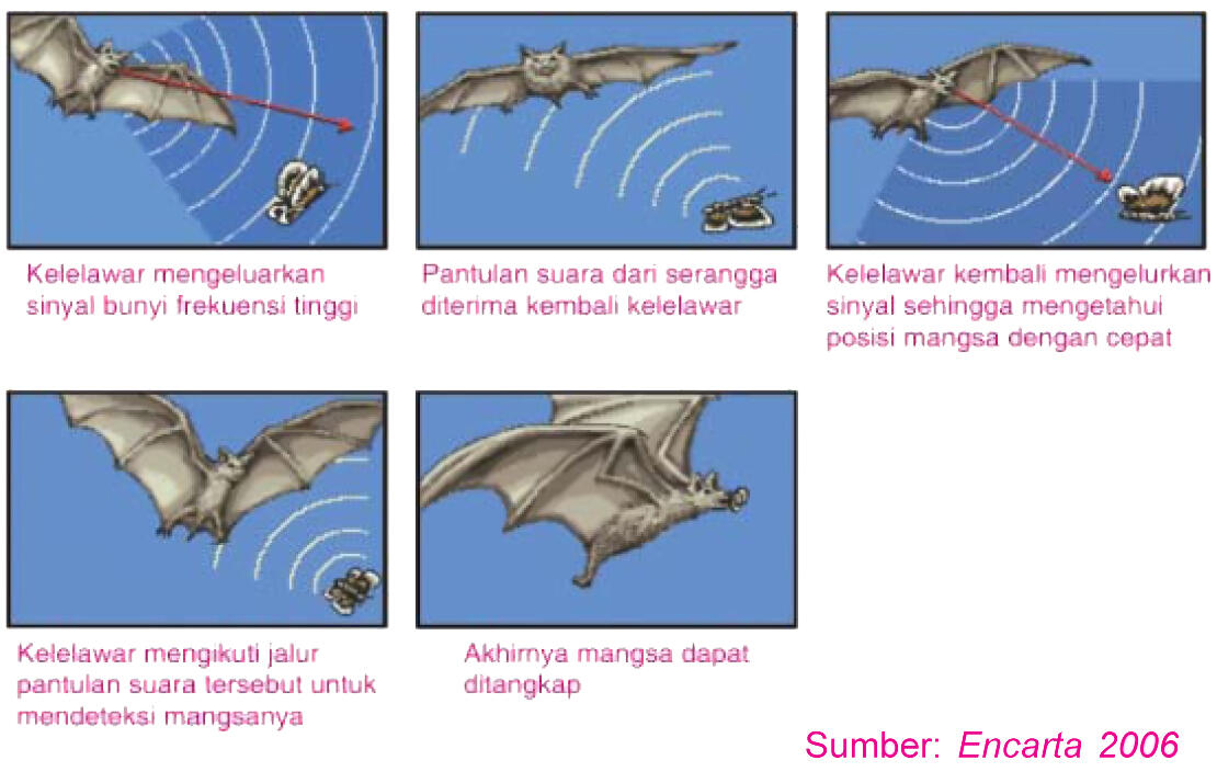 Ternyata teknologi WIFI juga dinikmati oleh Binatang (Burung)