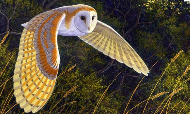 Sistem Pendengaran Burung Hantu 