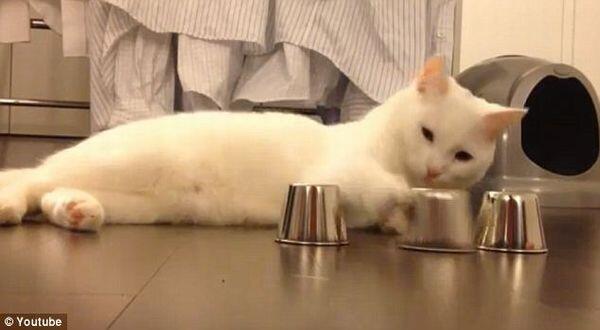 WOW, Kucing Ini Jago Bermain Shell Game