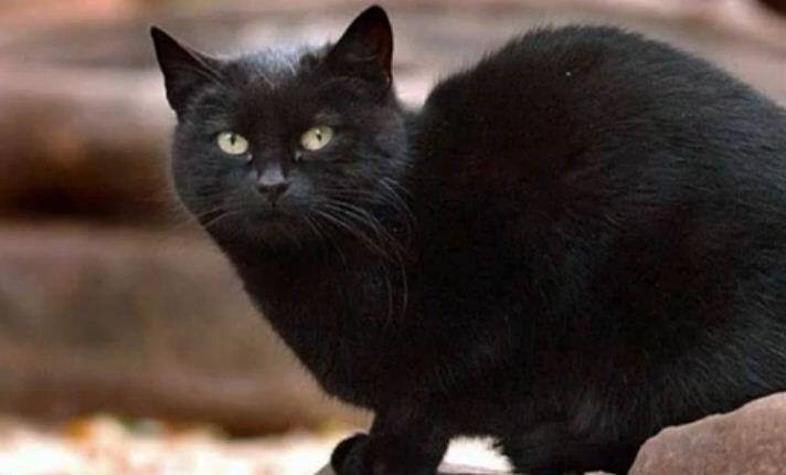 Kucing Terkaya Di Dunia Dengan Harta Rp 129 Miliar 