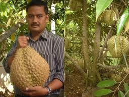 Durian Super Bhinneka Bawor