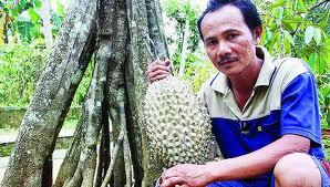 Durian Super Bhinneka Bawor