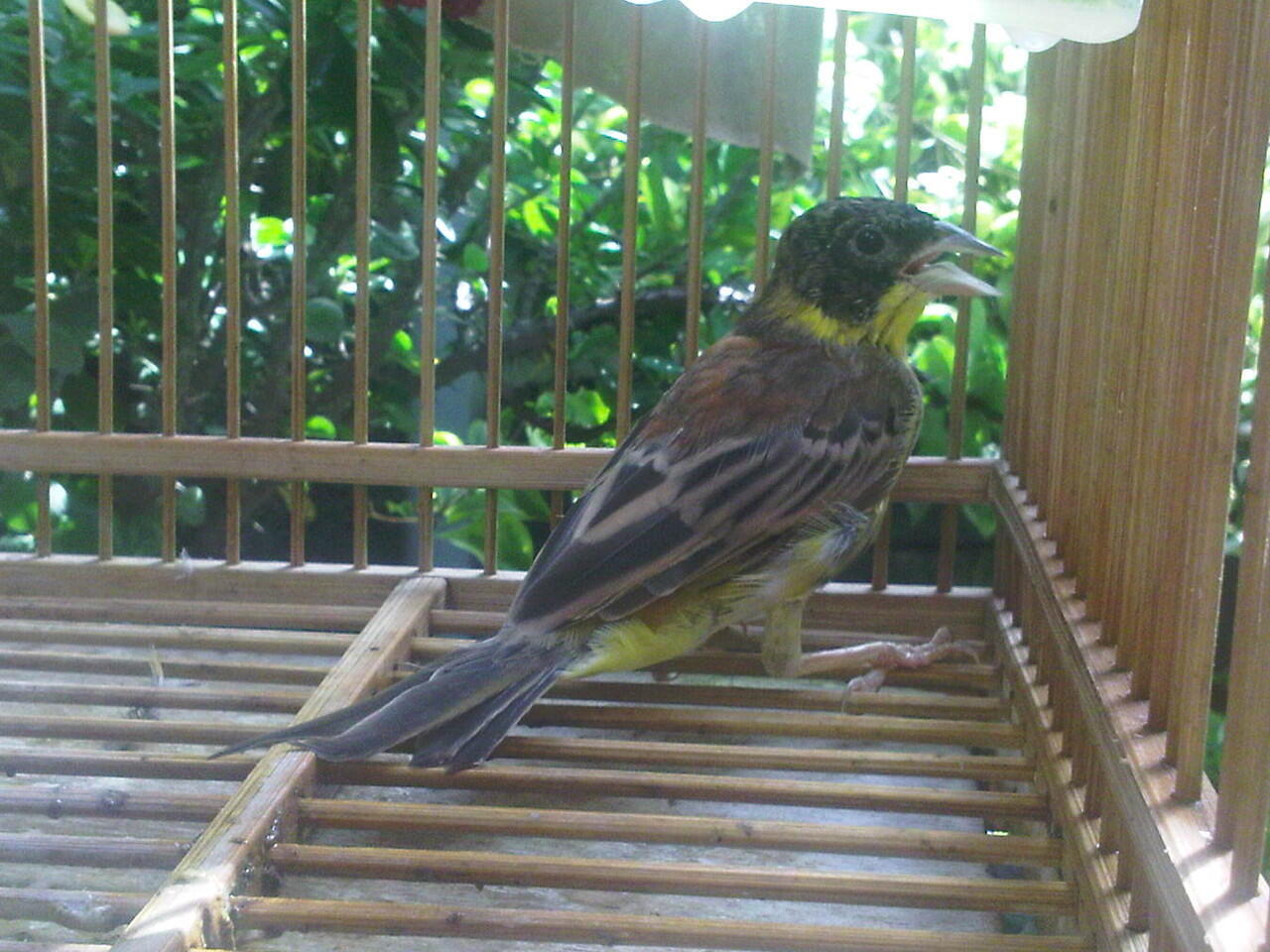 Terjual Cardinal Ciblek Gunung Gacor Kaskus