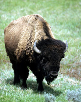 35+ Hewan bison terbesar terbaru