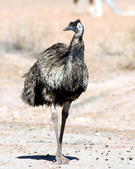 Inilah 5 Daging Hewan Yang Lebih Berprotein Daripada Sapi Kaskus