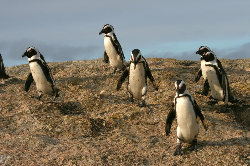 5 Tempat Ini Penuh dengan Penguin Lucu