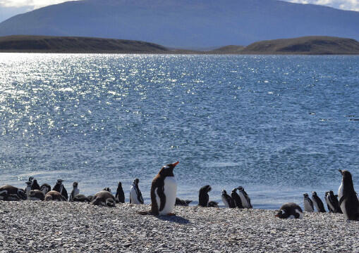 5 Tempat Ini Penuh dengan Penguin Lucu