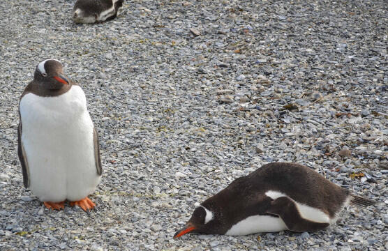 5 Tempat Ini Penuh dengan Penguin Lucu