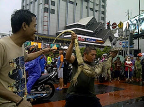 ADA BIAWAK NYASAR DI BANJIR JAKARTA