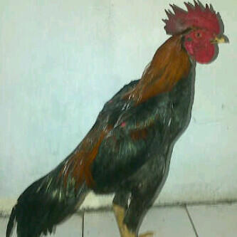 jual ayam burma import kualitas superr