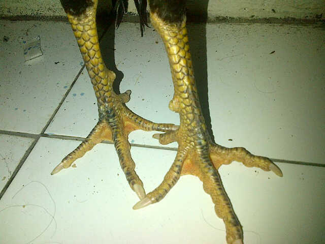 jual ayam burma import kualitas superr