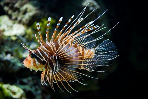 Lindungi Kehidupan Laut: Jangan Buang Ikan!