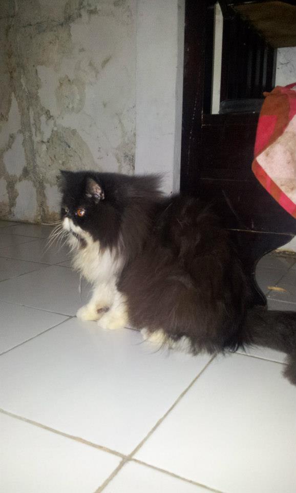 &#91;Hobby&#93; Bogor Cat Lover&#039;s