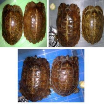 jual Suplaier Kura-kura jenis macem2 ...hrga pdagang yg psti...