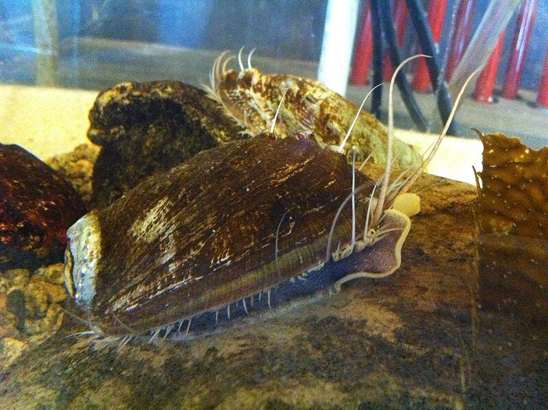 abalon, si siput telinga