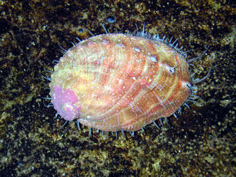 abalon, si siput telinga