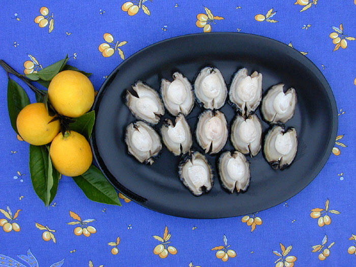 abalon, si siput telinga