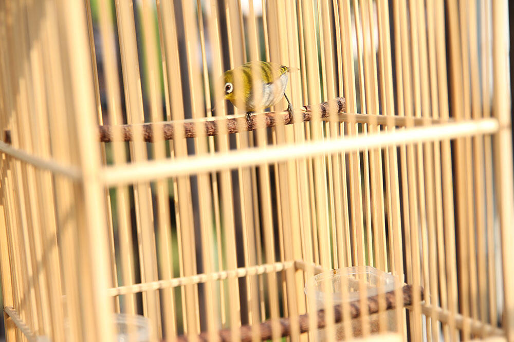 Terjual Burung Pleci Buxtoni Kecial Lombok Cod Bandung Kaskus