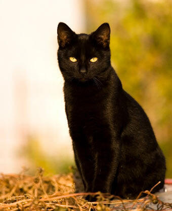 bertemu kucing hitam dapet kesialan benar adanya (tetangga ane tewas)