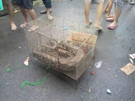 Setelah Biawak di Thamrin, Kini Muncul Ular Piton di Banjir Benhil 