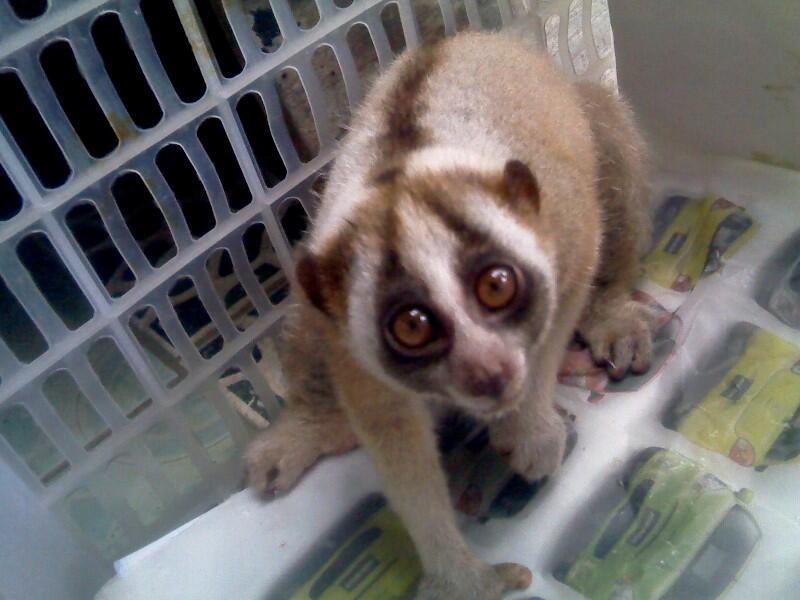 Terjual Jual Hewan Kus Kus Imut Kaskus