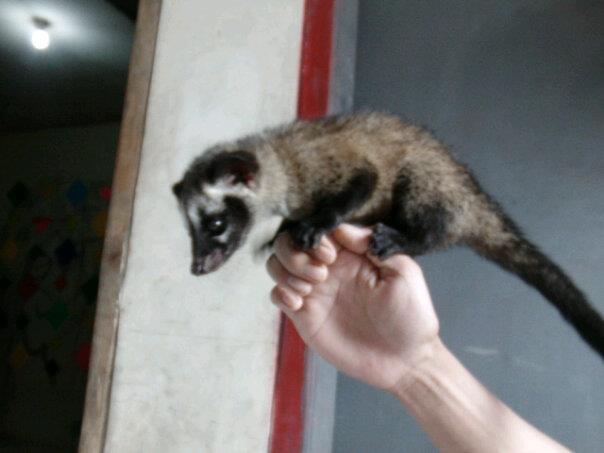 musang pandan anak