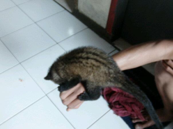 musang pandan anak